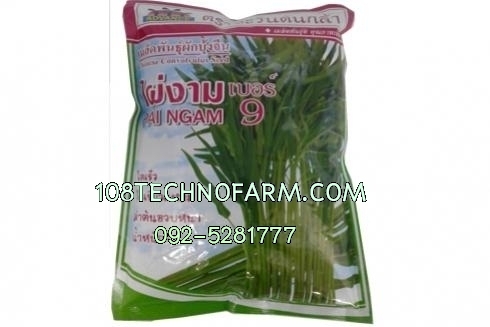 ผักบุ้งจีนไผ่งาม 9 1kg. ผักบุ้งจีนไผ่งาม 9 1kg.